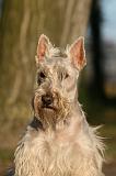 SCOTTISH TERRIER 196